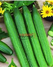 Bulgarian Cucumbers